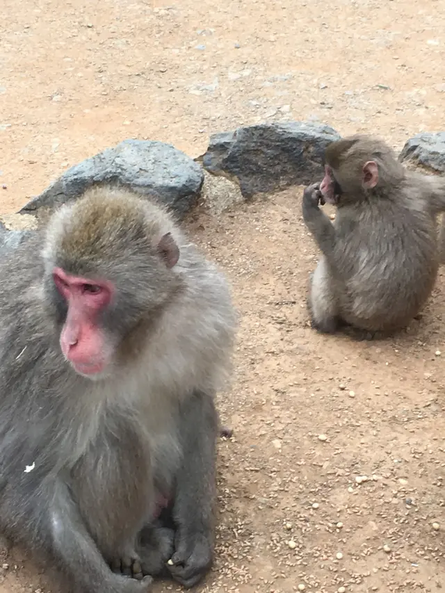 嵐山モンキーパークいわたやま