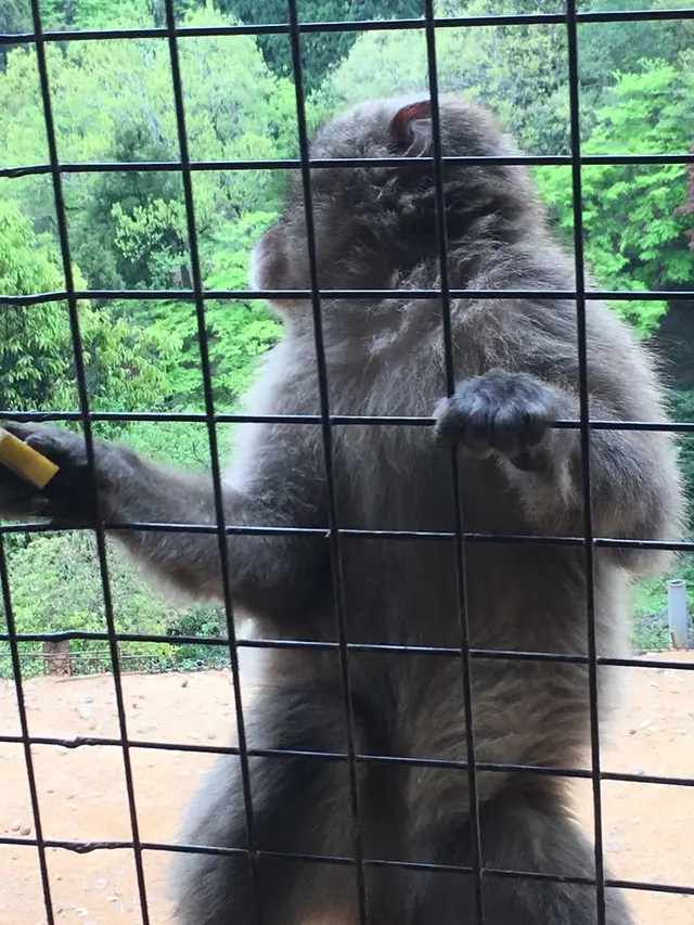 嵐山モンキーパークいわたやま