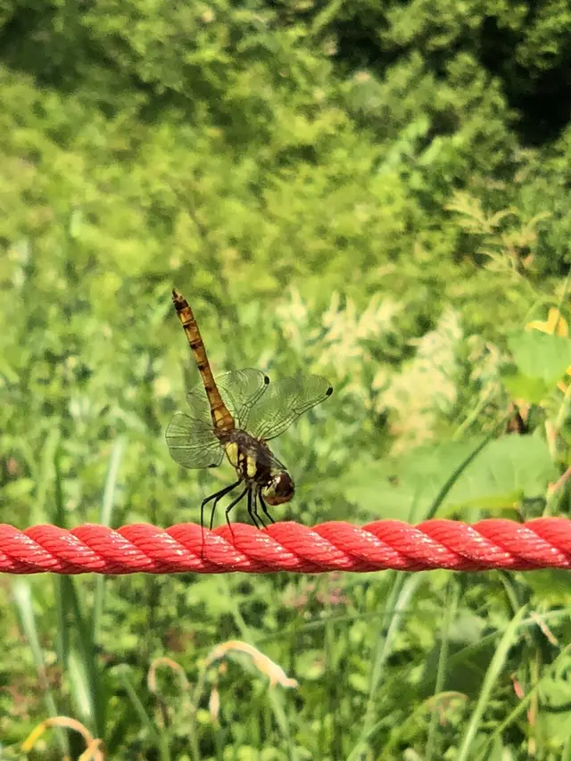 白馬五竜高山植物園