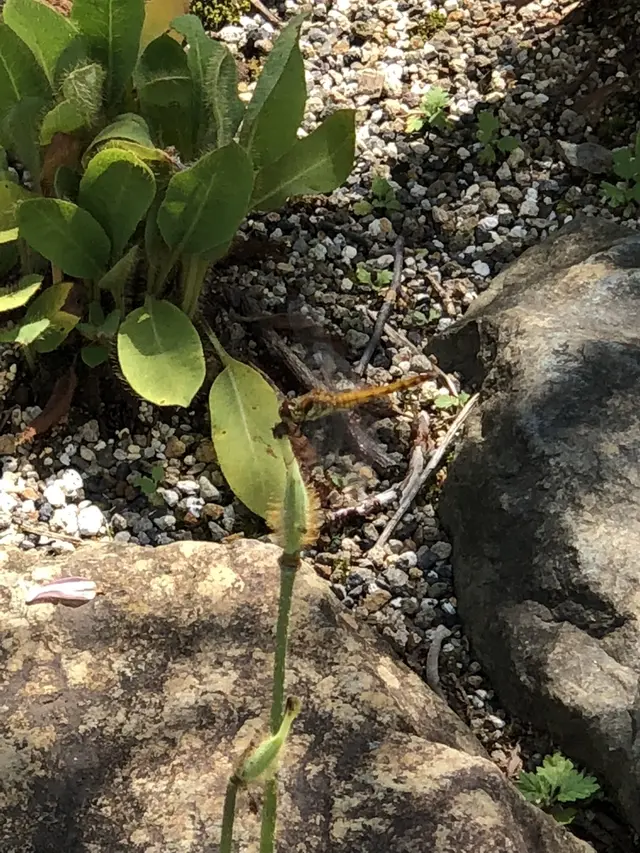 白馬五竜高山植物園