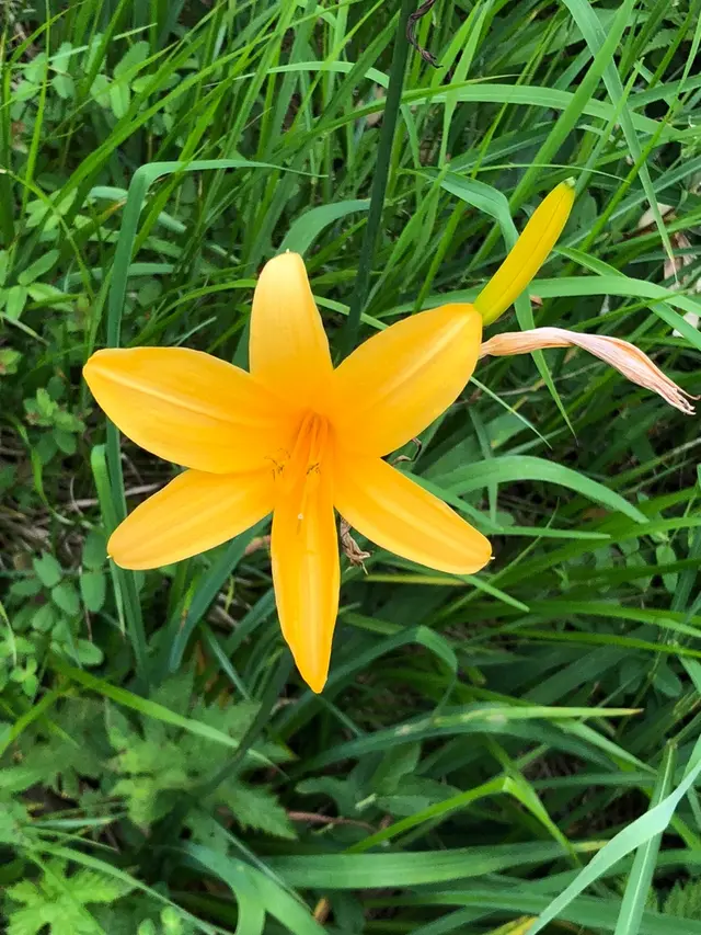 白馬五竜高山植物園