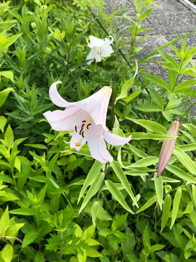 白馬五竜高山植物園