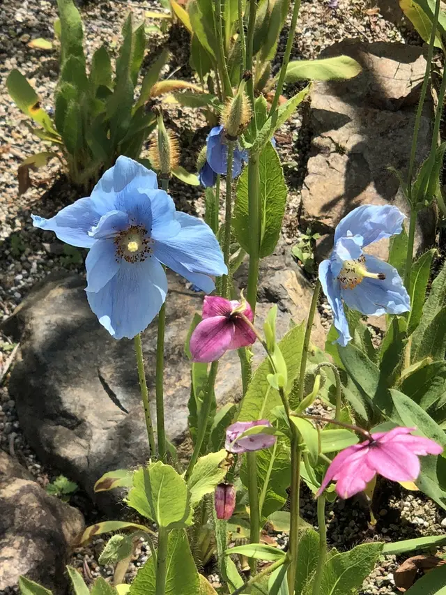 白馬五竜高山植物園