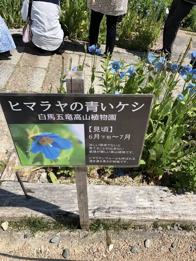 白馬五竜高山植物園