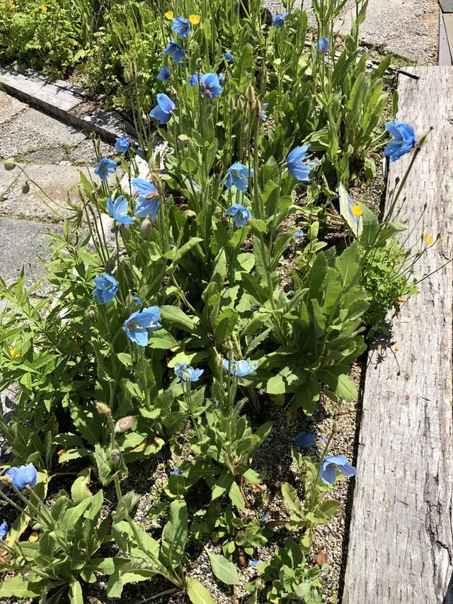 白馬五竜高山植物園