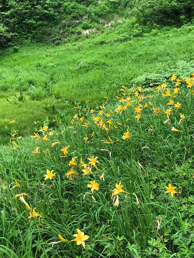 白馬五竜高山植物園