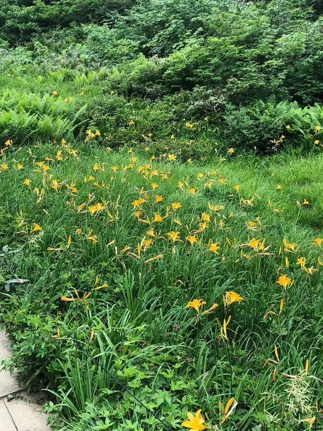 白馬五竜高山植物園