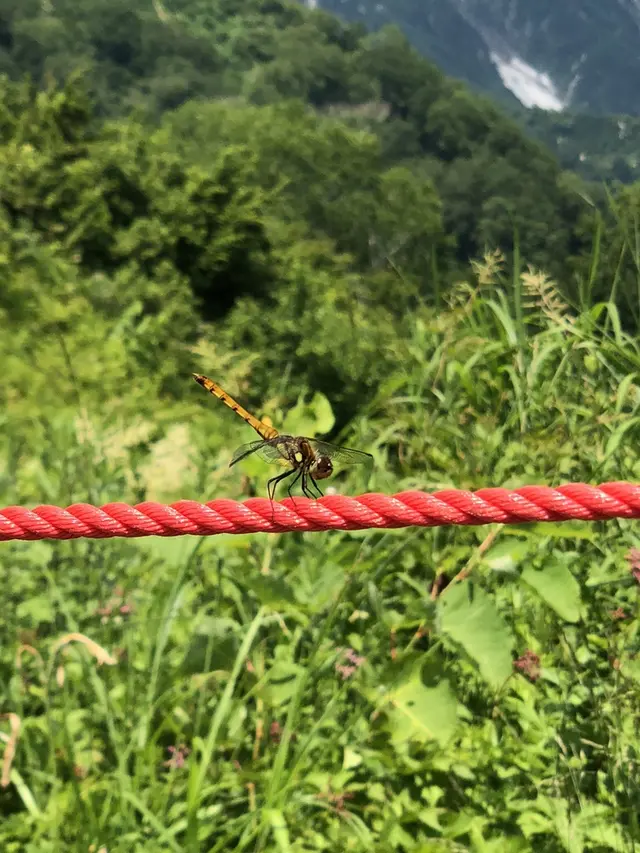 白馬五竜高山植物園