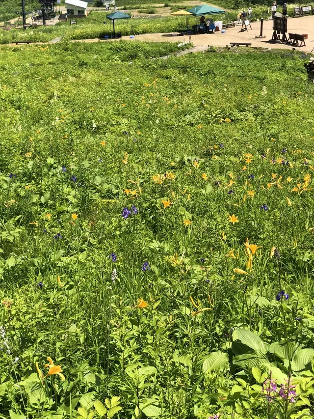 白馬五竜高山植物園