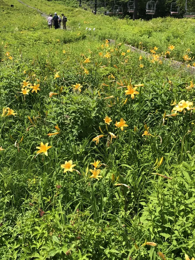 白馬五竜高山植物園
