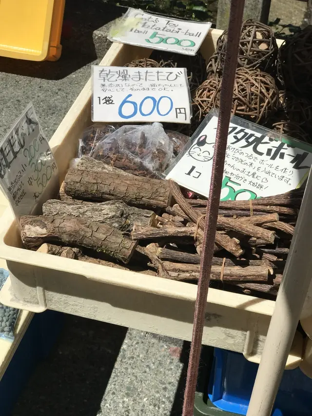 宮川朝市