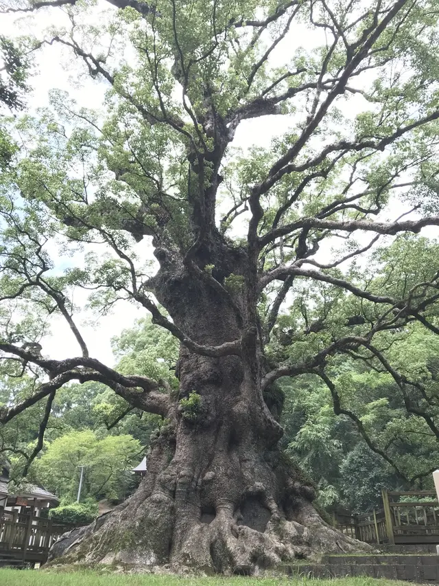 蒲生の大クス(国特別天然記念物）