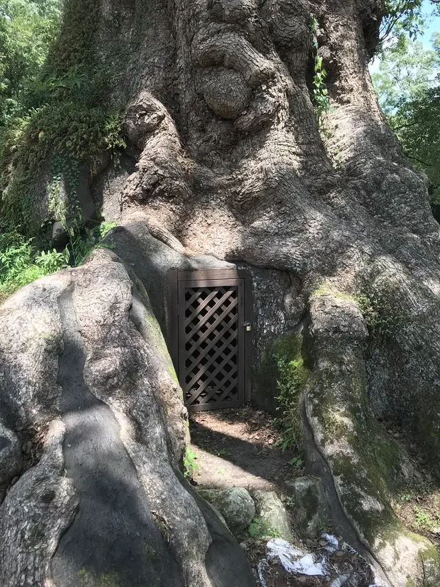 蒲生の大クス(国特別天然記念物）