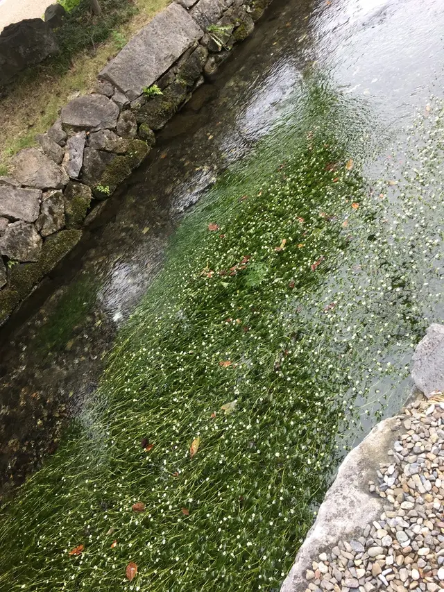 醒井の梅花藻