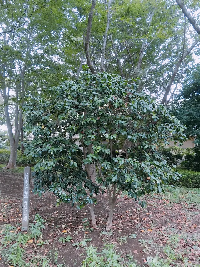 ふなばしアンデルセン公園