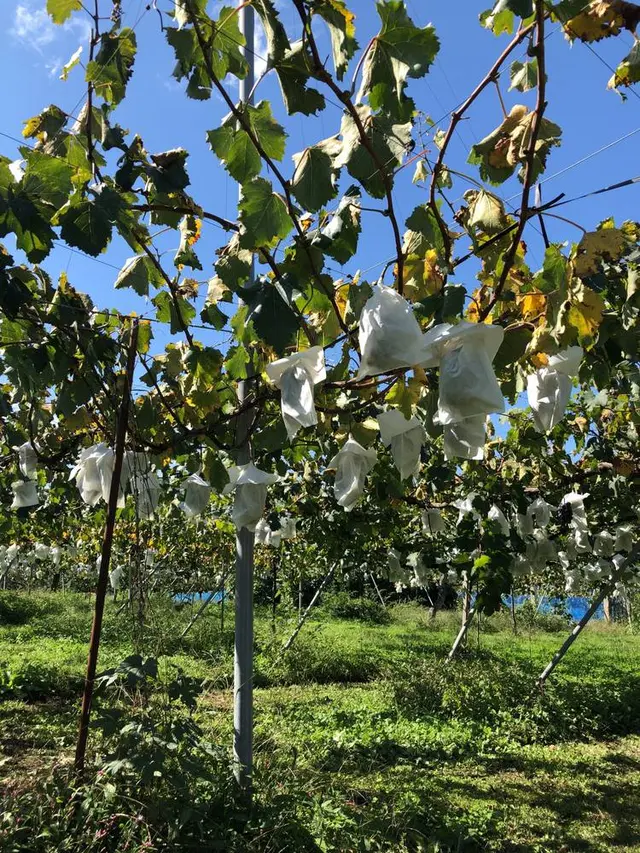 葡萄屋iwaki （ぶどう農園）