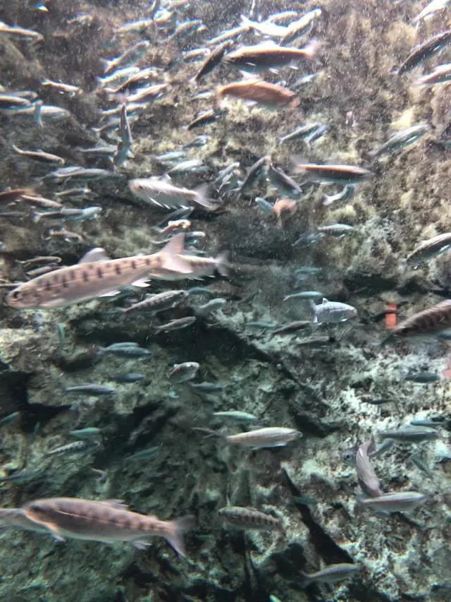 サケのふるさと 千歳水族館