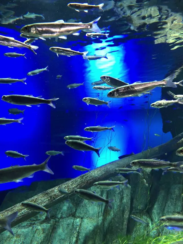 サケのふるさと 千歳水族館