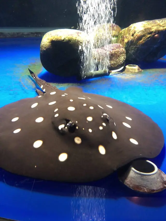 サケのふるさと 千歳水族館