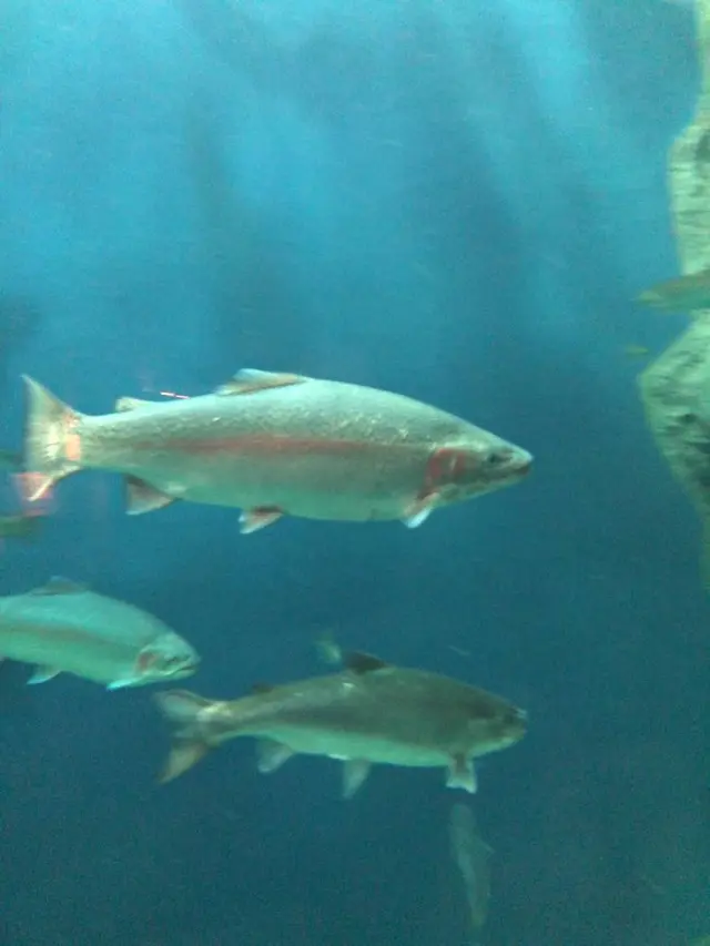 サケのふるさと 千歳水族館