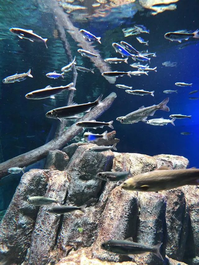 サケのふるさと 千歳水族館