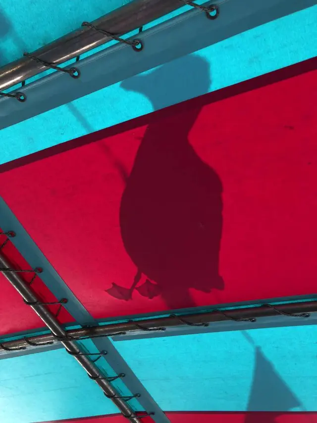 水中展望船ニューしゃこたん号