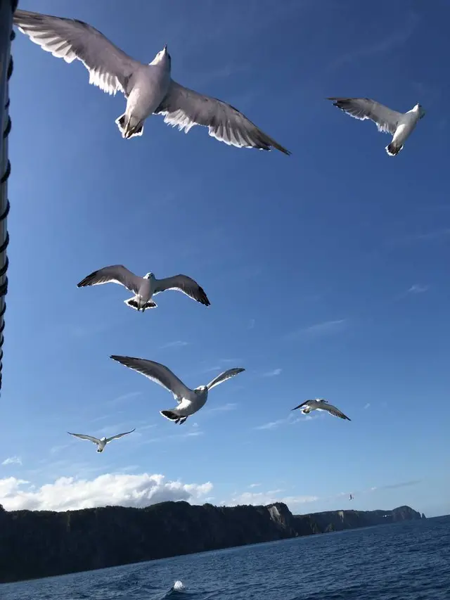 水中展望船ニューしゃこたん号