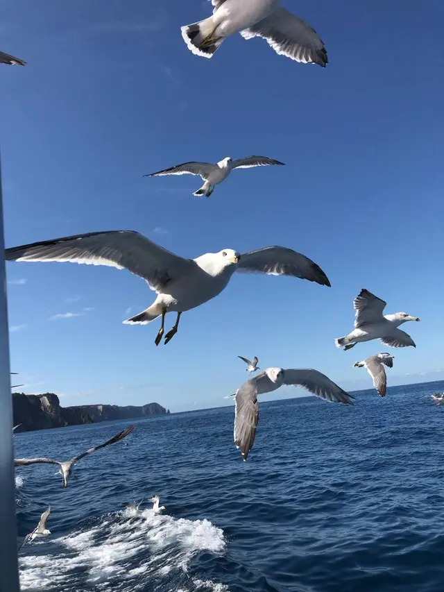 水中展望船ニューしゃこたん号