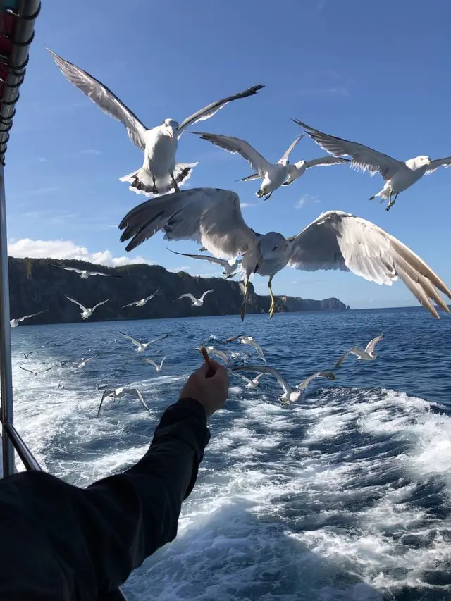 水中展望船ニューしゃこたん号