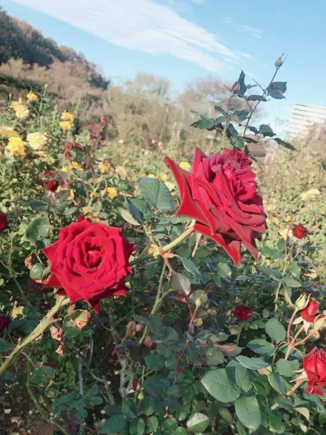 京成バラ園