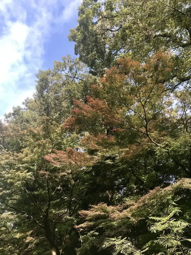 明治神宮