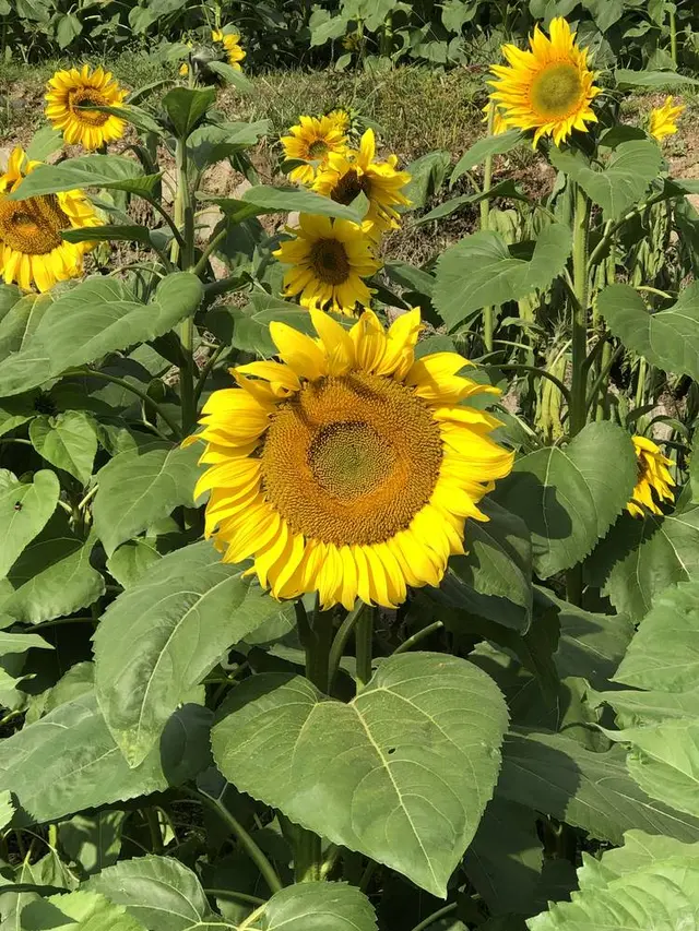 山田ひまわり園