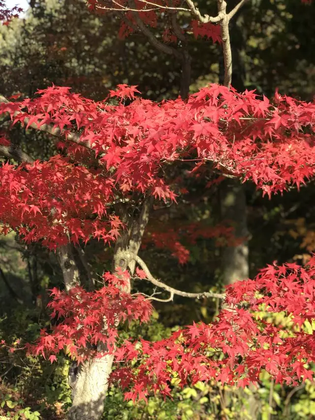 三景園