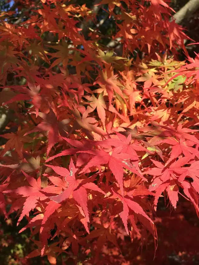三景園