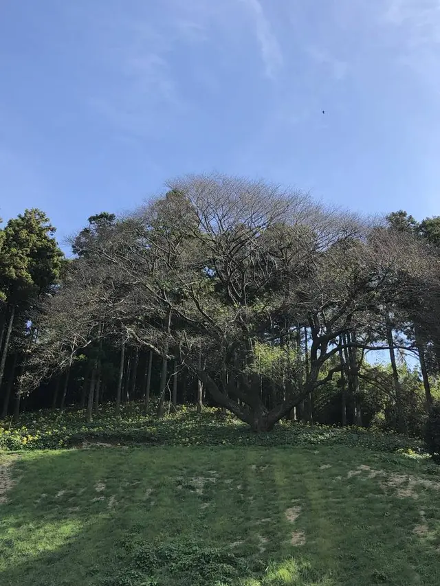 そば処山崎