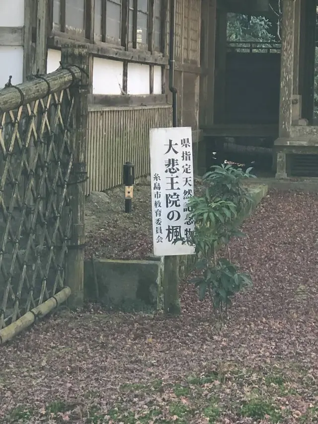大悲王院の楓