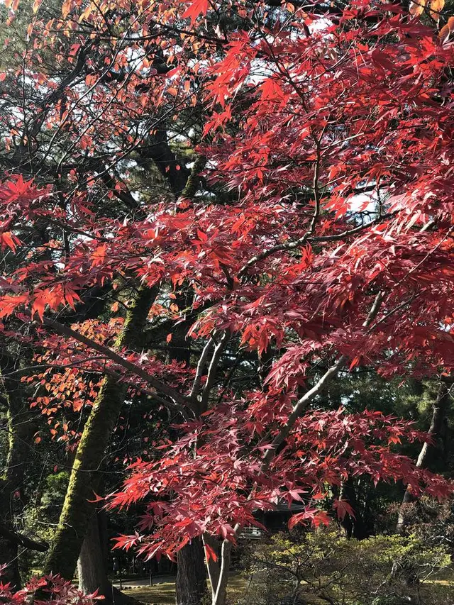 兼六園