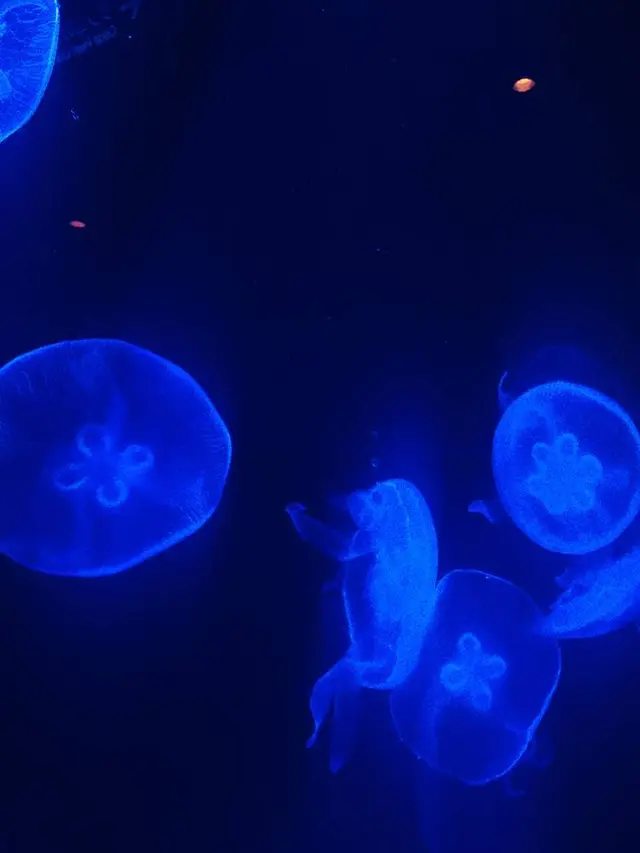 沖縄美ら海水族館