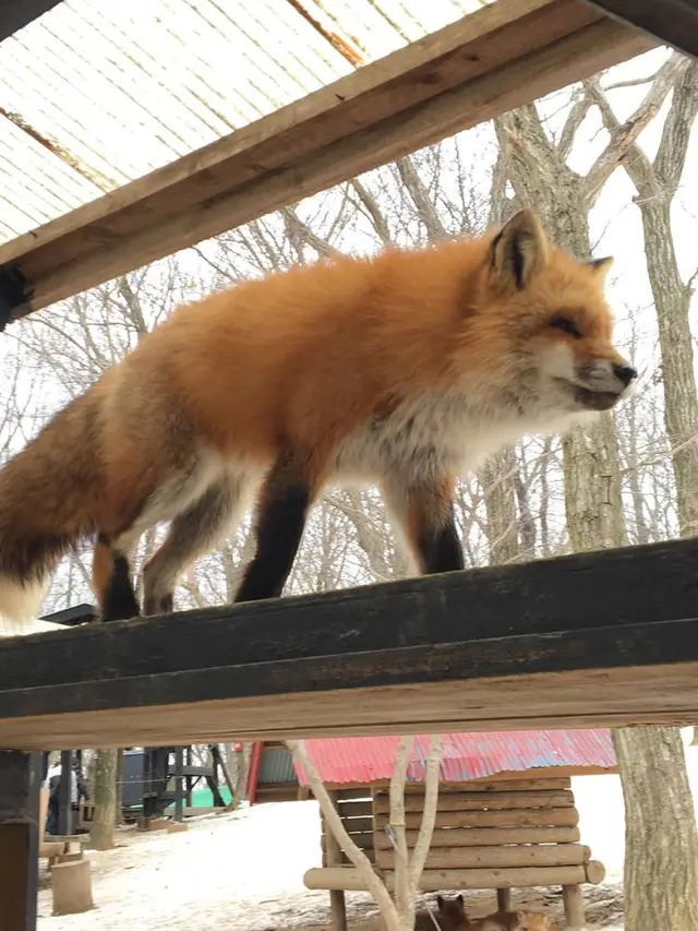 宮城蔵王キツネ村
