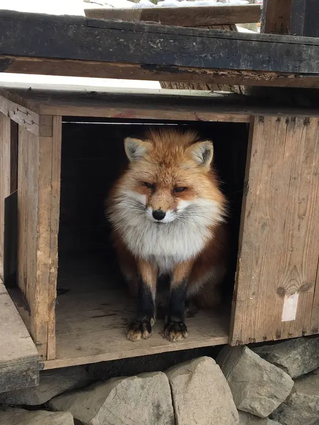 宮城蔵王キツネ村