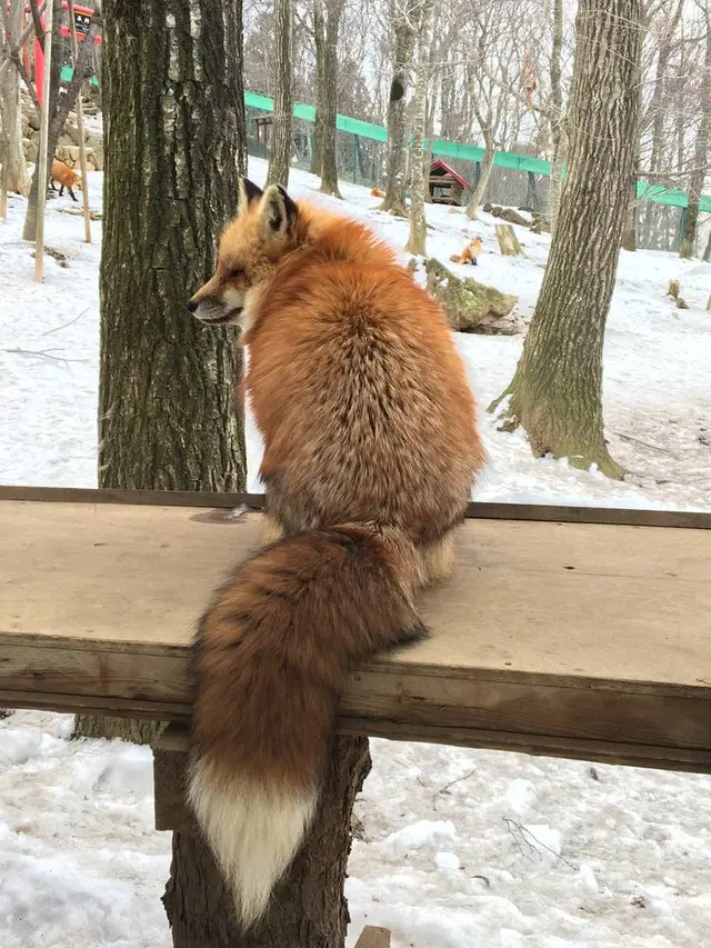 宮城蔵王キツネ村
