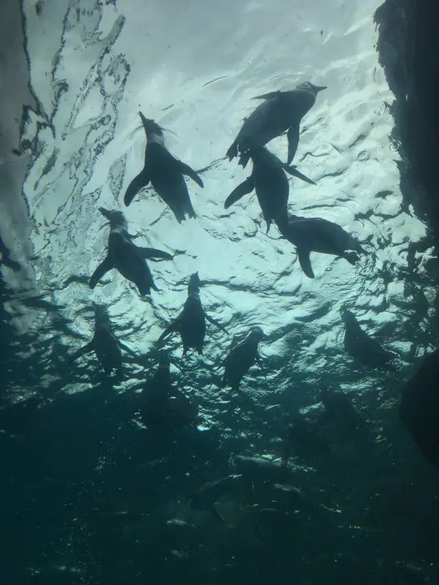 上越市立水族博物館 うみがたり（旧：上越市立水族博物館）