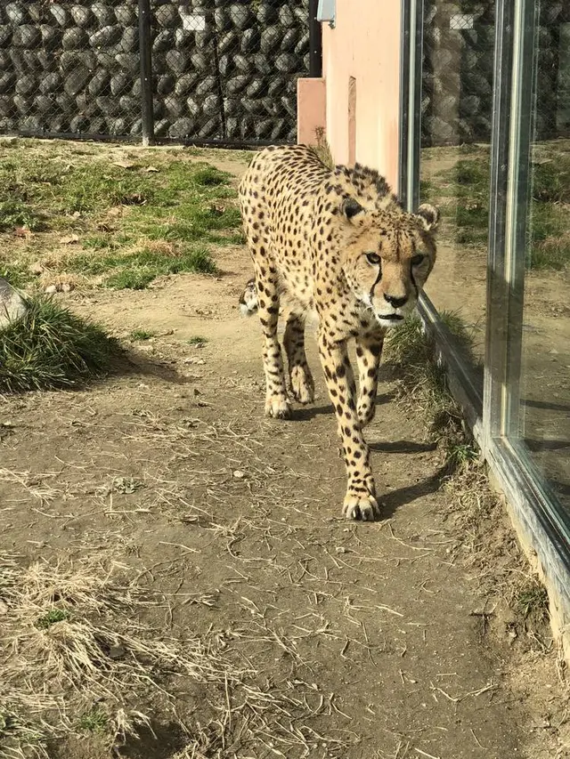広島市安佐動物公園