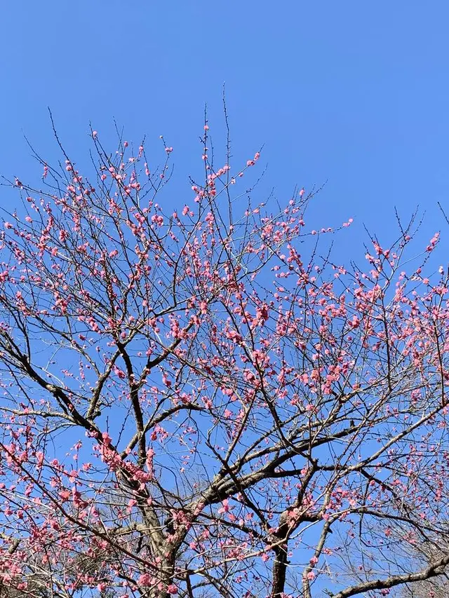 熱海梅園