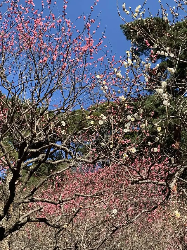 熱海梅園