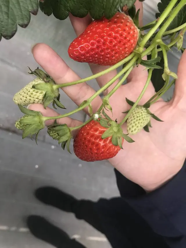 石和いちご館青柳