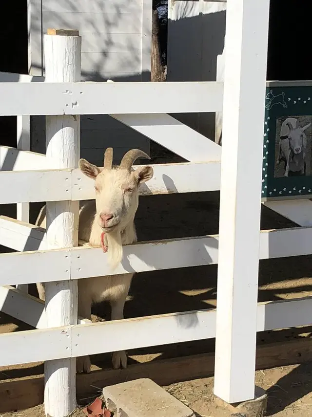 のじまスコーラ