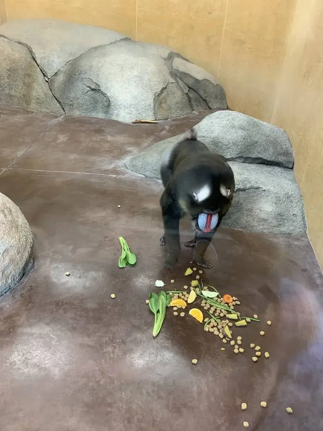 豊橋総合動植物公園 (のんほいパーク)