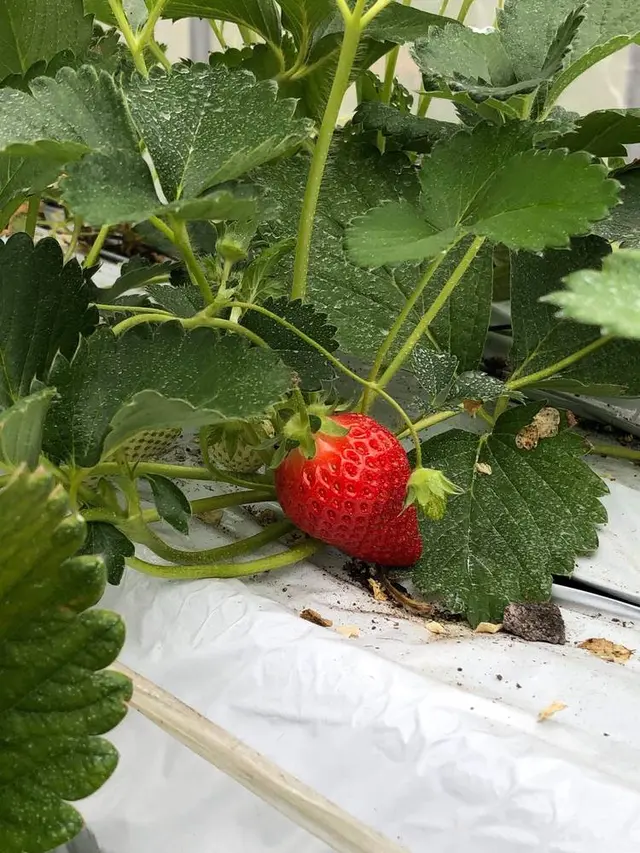 いちご狩り Mama's Berry