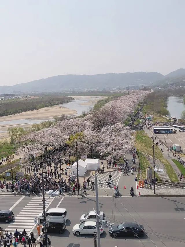 淀川河川公園背割堤地区